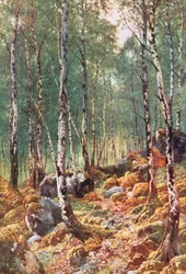Un bois de bouleaux au printemps, près de Loch Maree, Ross-Shire (lithographie couleur)