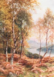 Bouleaux près du Loch Achray, Perthshire (lithographie couleur)