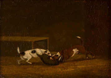 Deux terriers chassant un blaireau