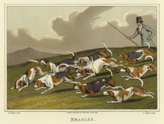 Beagles