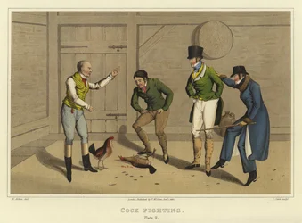 Combat de coqs