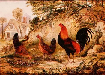 Coq, Poules et Poussins