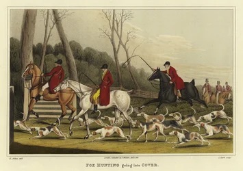 Chasse au renard entrant dans le couvert