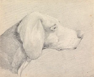 Tête de foxhound, de profil à droite