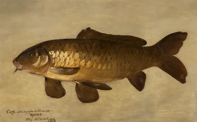 Carpe, 1806