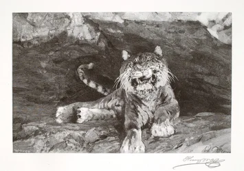 Tigre