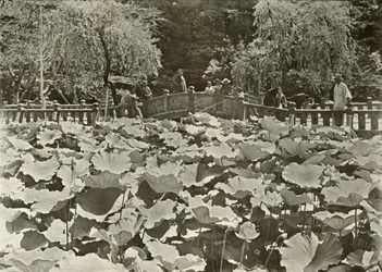 Un étang de lotus, 1910