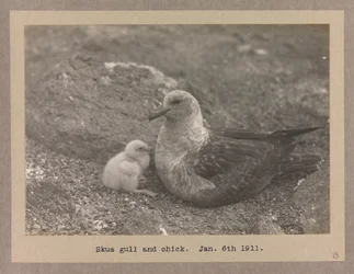 Un goéland skua avec son poussin