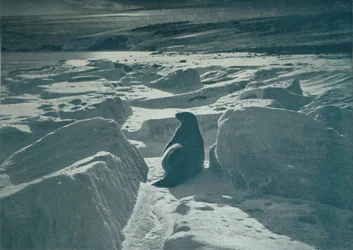 Un phoque de Weddell sur la plage, vers 1911, 1913