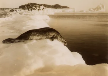 Un phoque de Weddell sur le point de plonger à West Beach, Cape Evans, Antarctique, 1911