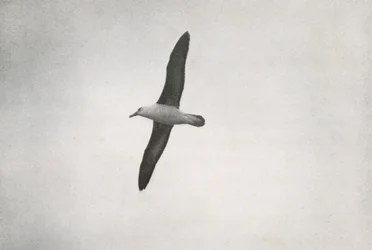 Albatros en vol, vers 1910-1913, 1913