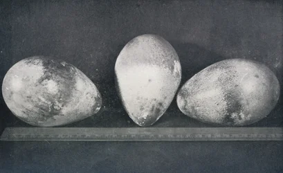 Œufs de manchots empereurs du Cap Crozier, 1911, 1913