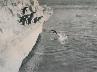 Plongée des pingouins