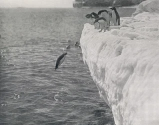 Pingouins plongeant, vers 1911, 1913