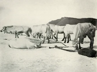 Poneys attachés sur la glace de mer, vers 1910-1913