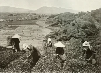Thé sur les collines et riz sur les plaines, 1910