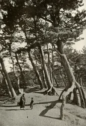 Les Pins de Shizu-Ura, 1910