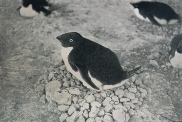Ce pingouin a un compagnon industrieux, vers 1911, 1913