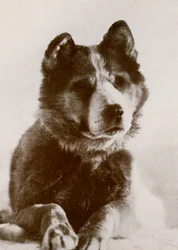 Vaida, vers 1910-1913, 1913