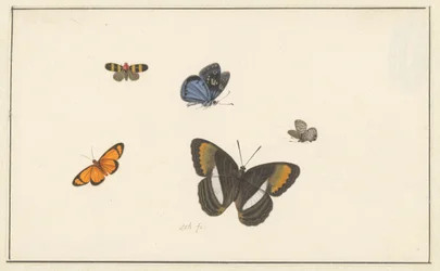 Cinq papillons