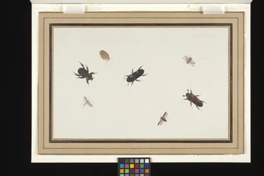 Étude de coléoptères et de papillons de nuit