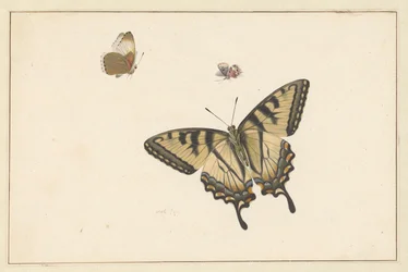 Trois papillons