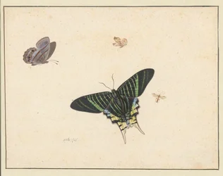 Trois papillons et une guêpe ou une mouche