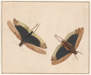 Deux Sauterelles