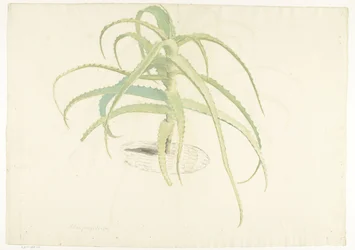 Aloès perfoliata