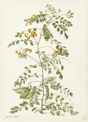 Blazenstruik et pekanjers