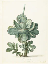 Plante succulente (Cotyledon orbiculata ? )