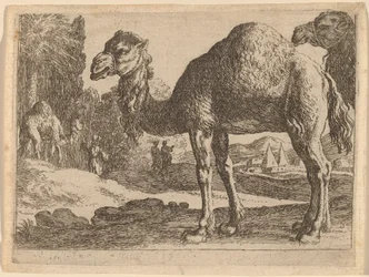 Chameaux