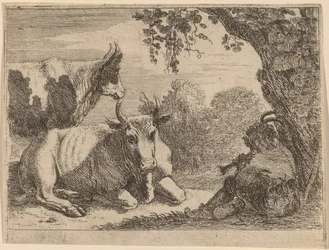 Vaches