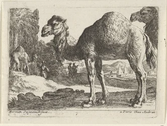 Chameaux