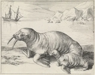 Morse à Spitsbergen