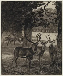 Cerfs dans le parc de Windsor