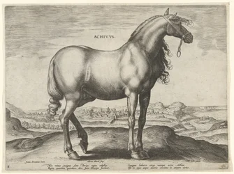 Cheval de Grèce (Achivus)