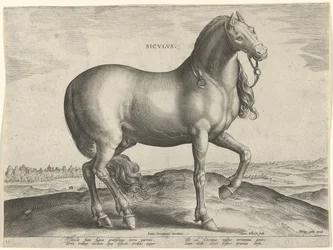 Cheval de Sicile (Siculus)