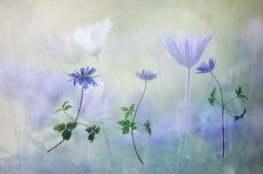 Anémones bleues rêveuses