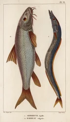 Ammodyte équille et barbeau vulgaire. 