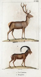 Cerf commun et Ibex. "Faune des Médecins ou histoire des animaux et de leurs produits par Hippolyte Cloquet" - Volume 6 - 1825