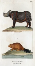 Rhinocéros d
