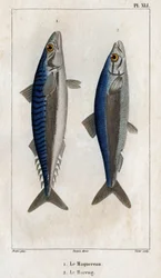 Maquereau et Hareng. Planche de "Faune des médecins ou histoire des animaux et de leurs produits"