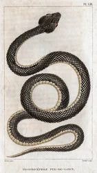 Représentation du Trigonocephale - Fer de lance : reptile. Planche de 