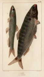Alose et Anchois. "Faune des Médecins ou histoire des animaux et de leurs produits par Hippolyte Cloquet" - Volume 6 - 1825