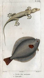 Le Gecko des maisons et Limand. Planche tirée de "Faune de la physique ou histoire des animaux et de leurs produits" par Hippolyte Cloquet
