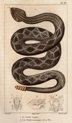 Le serpent à sonnette boira, détails anatomiques de sa tête. Faune des Médecins ou histoire des animaux et de leurs produits par Hippolyte Cloquet