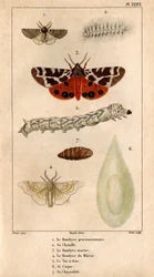 Le bombyx processionnaire, sa chenille, le bombyx martre, le bombyx du mûrier, le ver à soie, son cocon, sa chrysalide. dans 