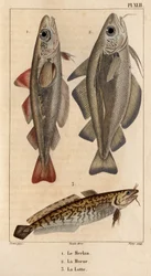 Le merlan, la morue et la lotte. Faune des Médecins ou histoire des animaux et de leurs produits par Hippolyte Cloquet - Volume 6 - 1825