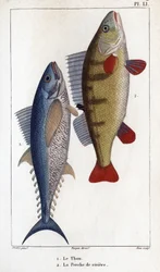 Thon et perche de rivière. Faune des médecins ou histoire des animaux et de leurs produits par Hippolyte Cloquet